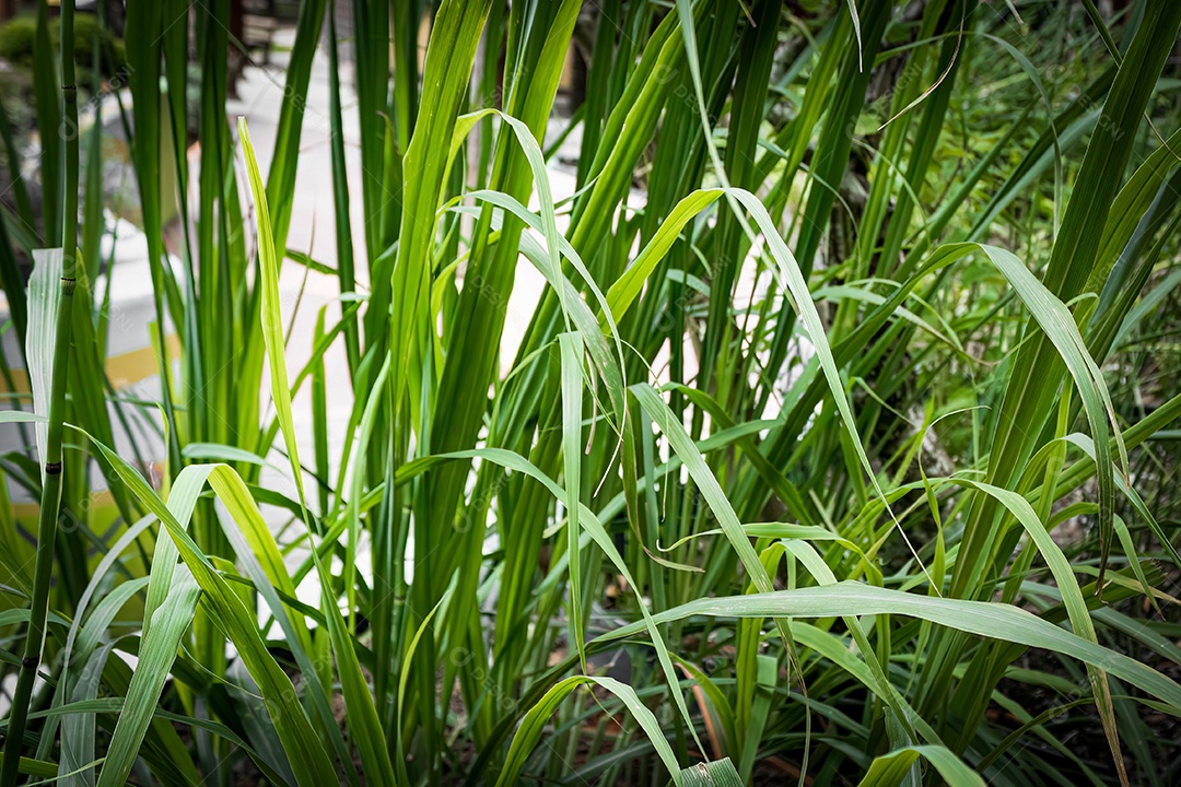 Lança de São Jorge com fundo de jardim desfocado. Iluminado pelo Sol. Espécie Sansevieria cylindrica.