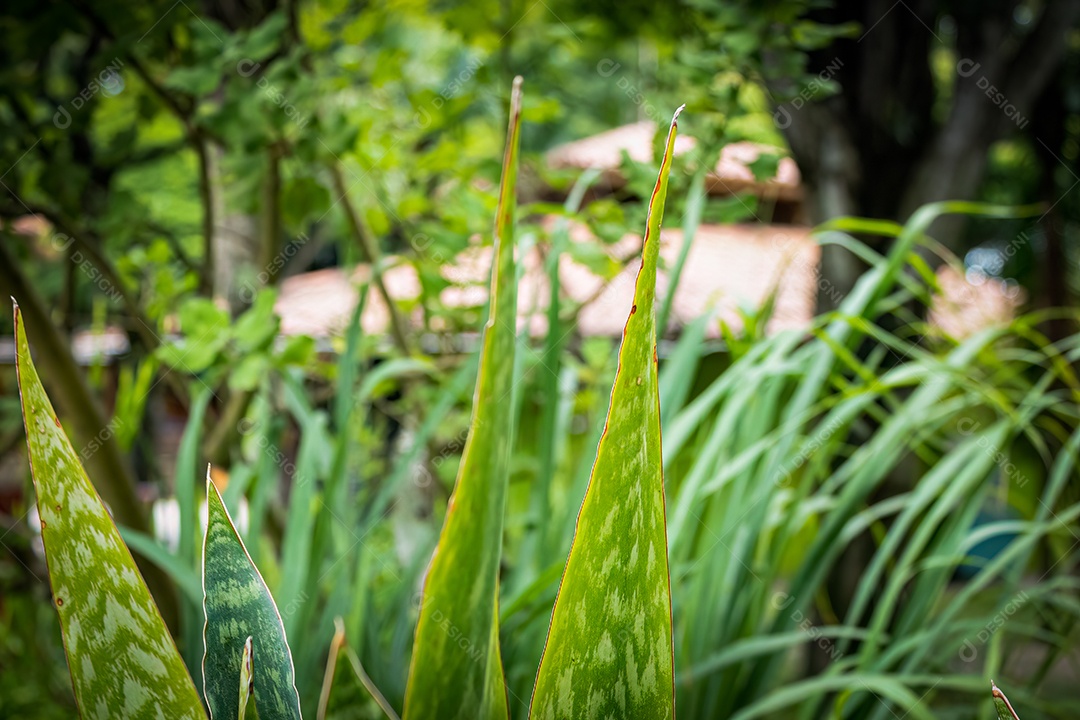 Espada de São Jorge com fundo de jardim desfocado. Iluminado pelo Sol. Espécie Sansevieria guineense.