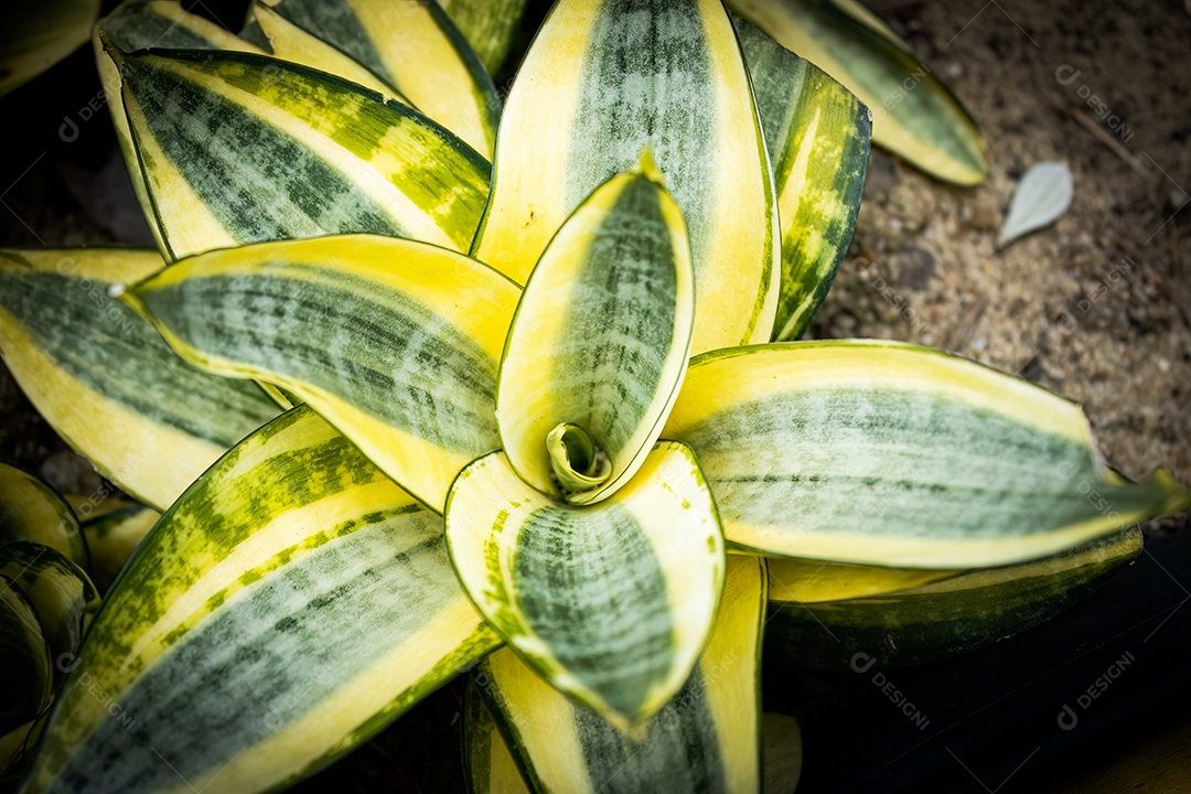 Mini espada de São Jorge com fundo de jardim desfocado. Iluminado pelo Sol. Espécie Sansevieria trivasciata