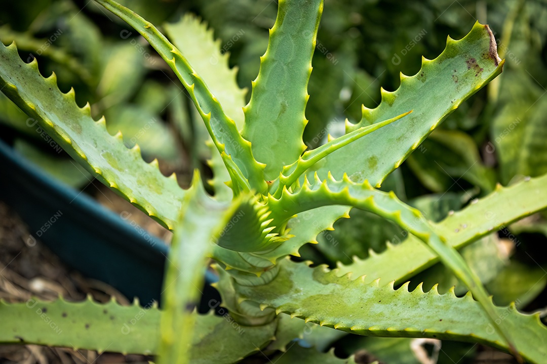 Aloe vera com fundo desfocado jardim. Iluminado pelo Sol. Espécie de aloe vera.
