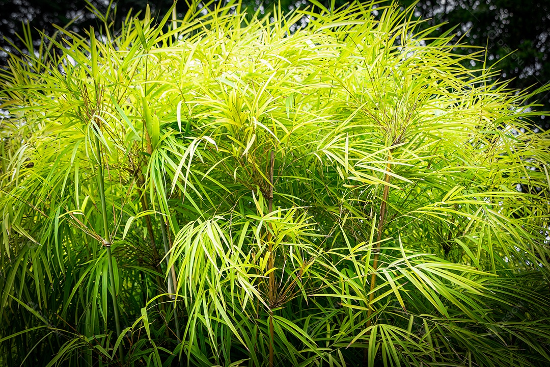 Jardim de bambu com fundo desfocado do jardim. Iluminado pelo Sol. Espécie Bambusa textilis.
