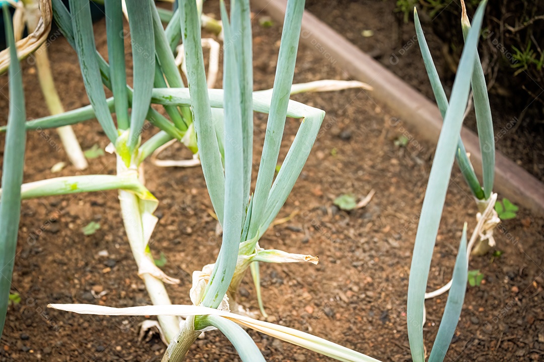 Cebolinha com fundo desfocado jardim. Iluminado pelo Sol. Espécie Allium Schoenoprasum.