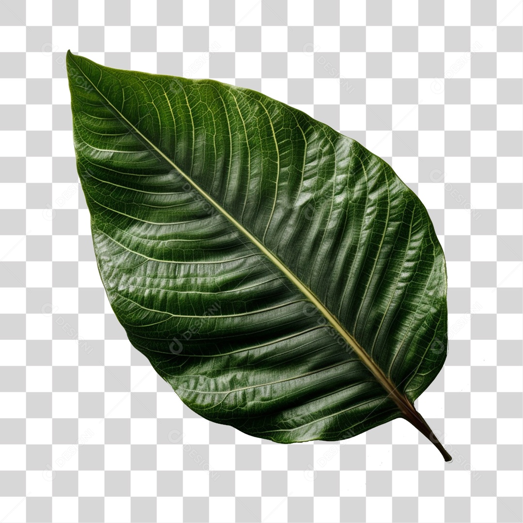 Folha De Planta Costela de Adão PNG Transparente