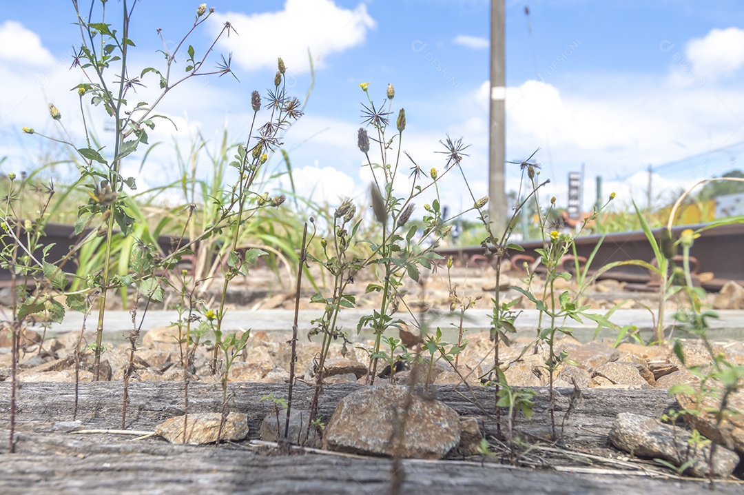 Trilho de trem abandonado com vegetação dominando o território, dia ensolarado.