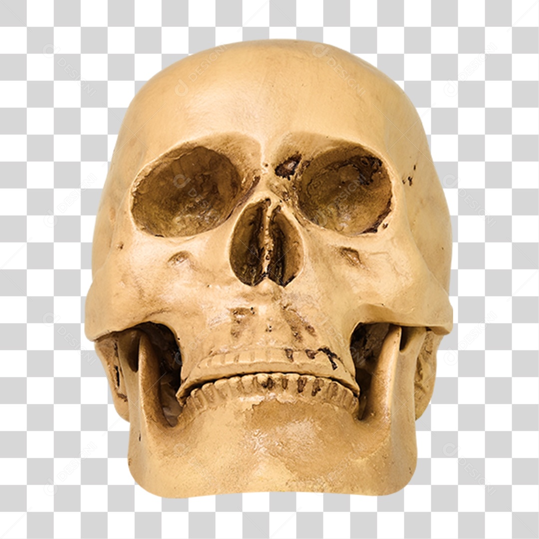 Caveira Humana PNG Transparente