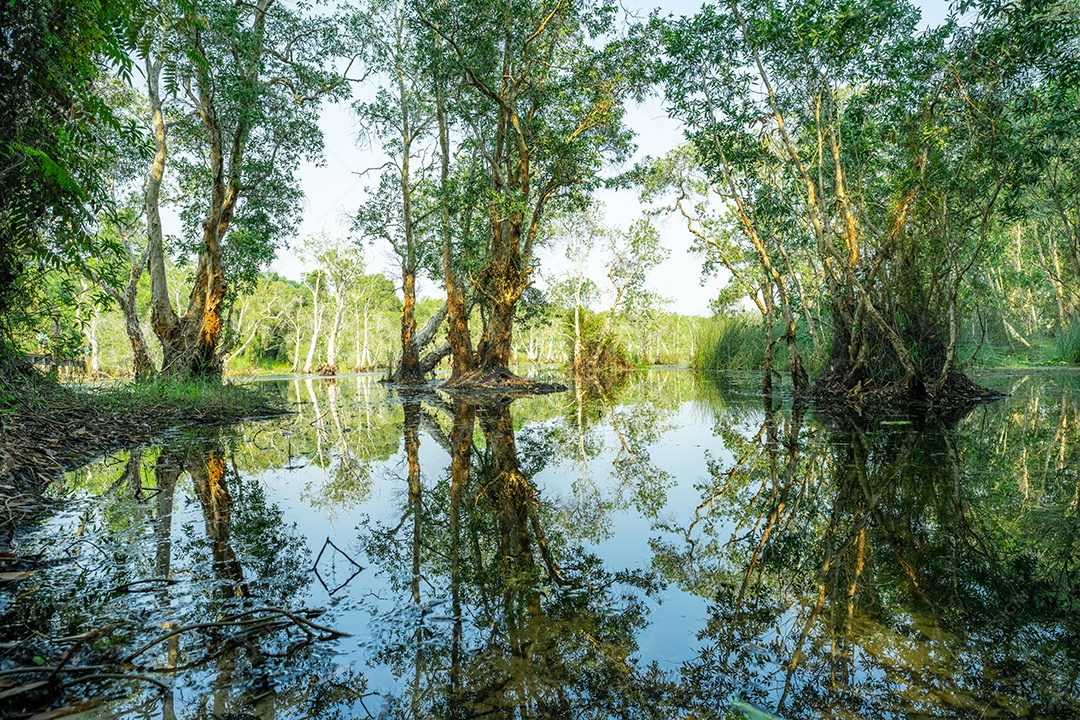 Árvores de samet ou cajepute brancas em florestas pantanosas com reflexos na água