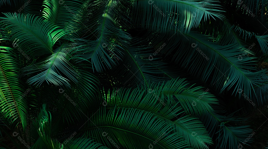 Folhas de samambaia em fundo escuro na floresta