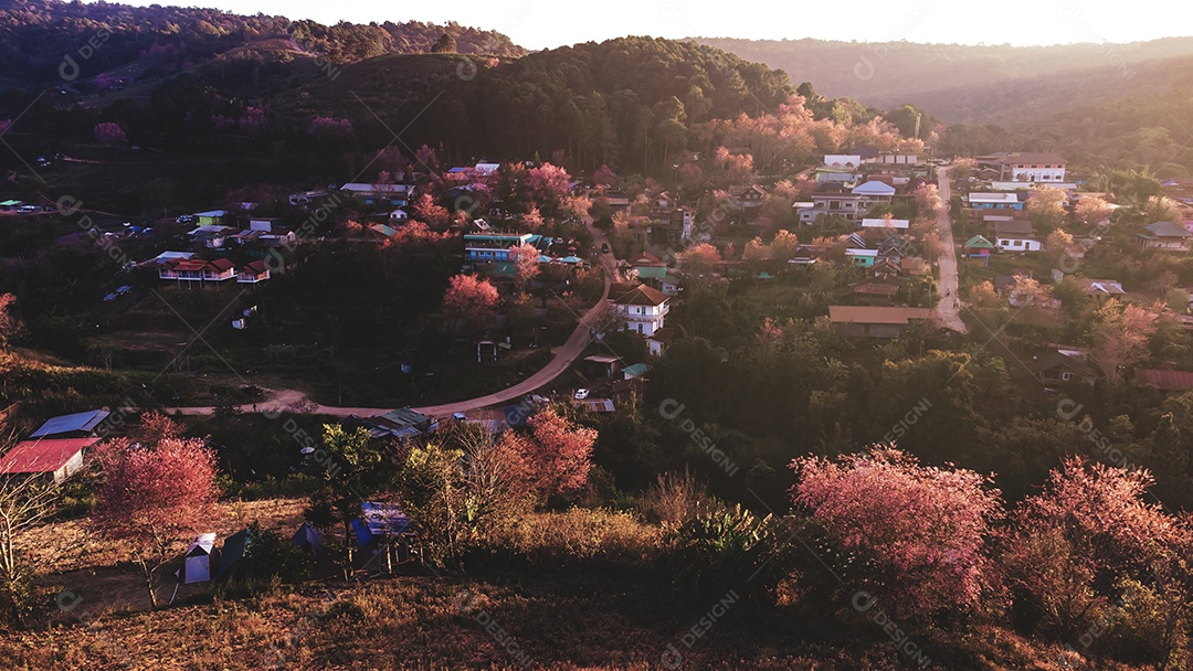 Escape de lindas cerejeiras selvagens do Himalaia florescendo rosa