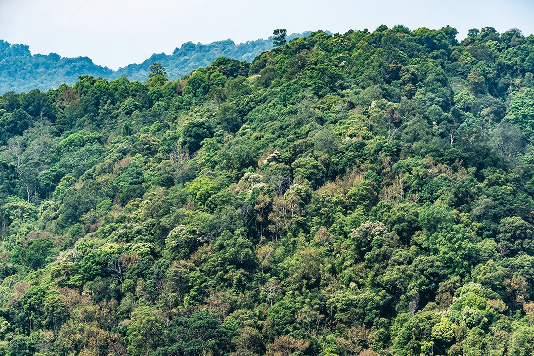 Paisagem de Árvore ou floresta Tailândia