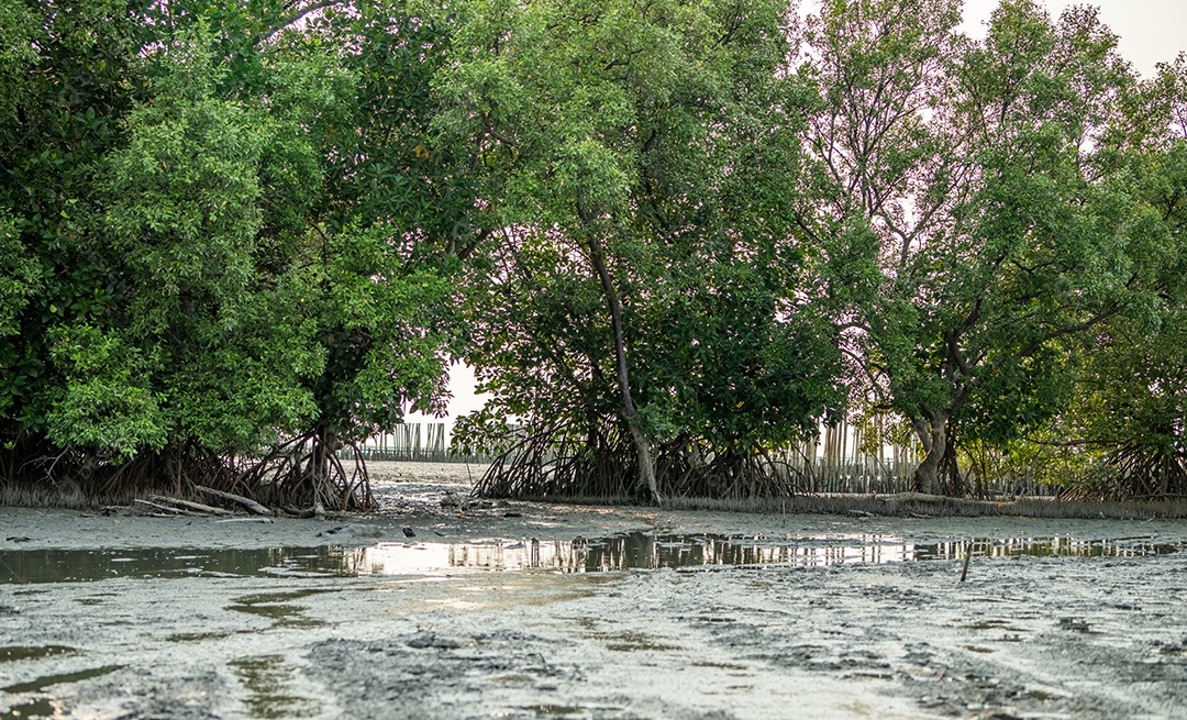 Floresta de mangue verde e banco de lama na costa
