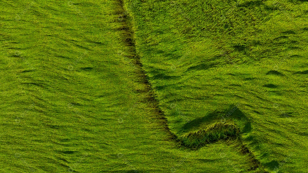 Vista aérea do fundo de textura de campo de arroz verde