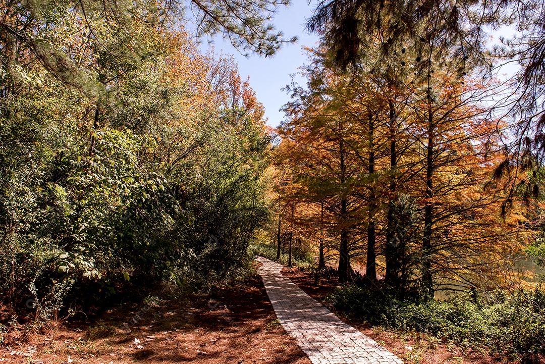 Natureza no outono, caminhada pela natureza, luz através dos pinheiros