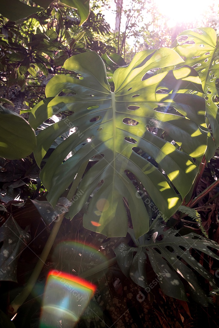 Adams Rib Foliage (Monstera deliciosa) refletindo ao pôr do sol