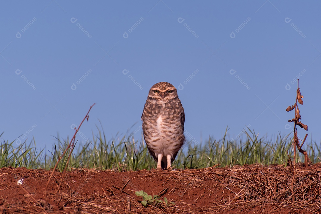 Coruja-buraqueira em uma ravina no Brasil (Athene cunicularia) céu azul ao fundo