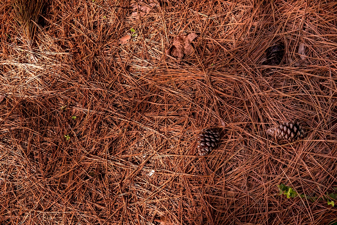Fundo de textura de folha de pinheiro seco, textura de outono