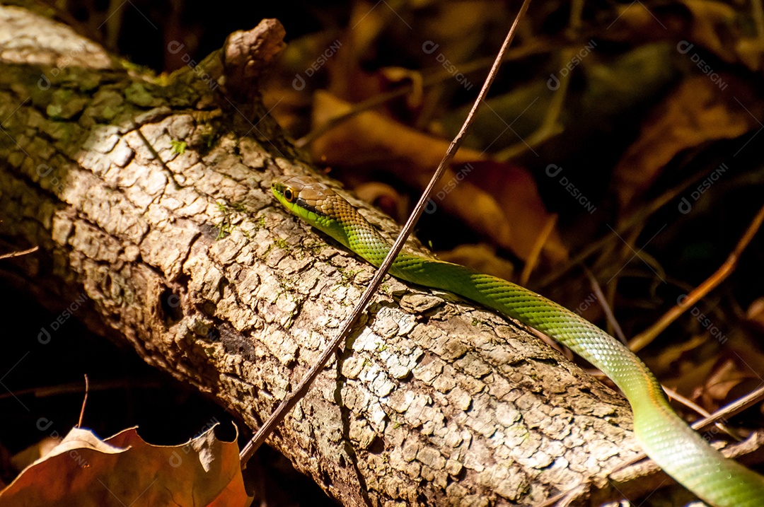 Cobra verde em tronco de árvore no Brasil