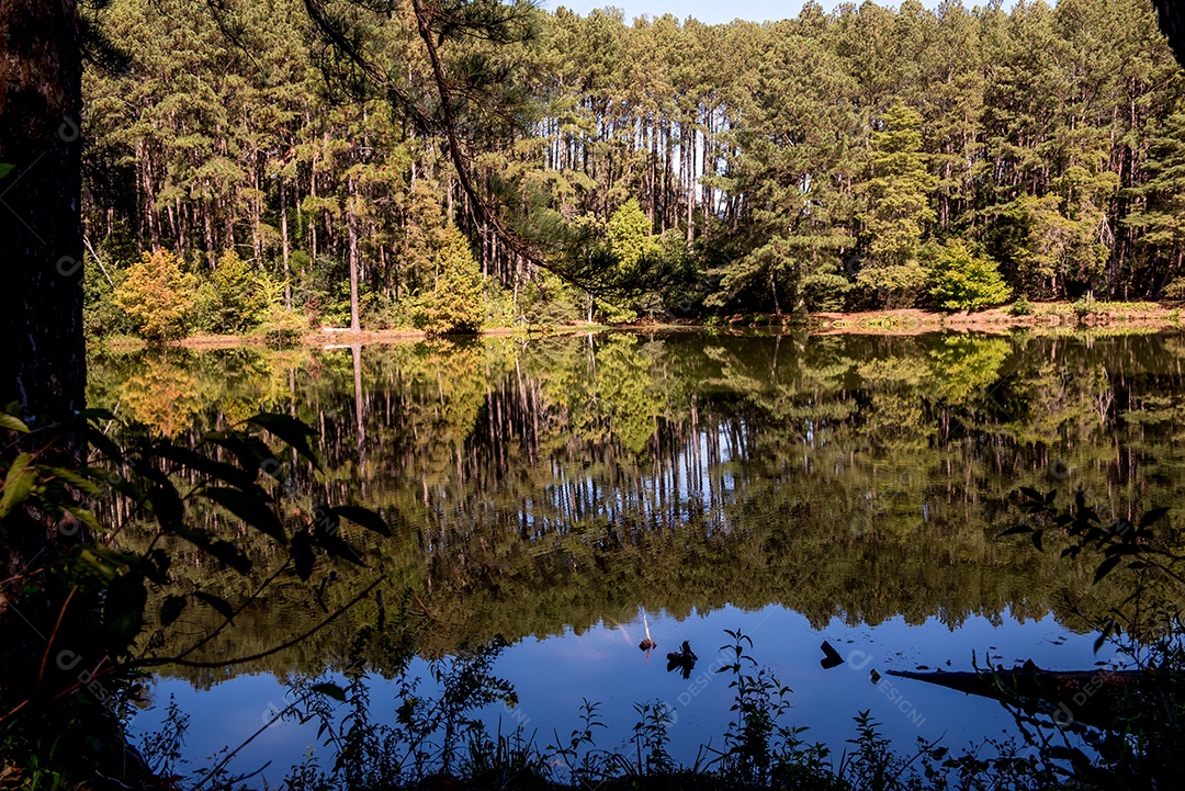 Quadro de paisagem com lago e natureza do Brasil