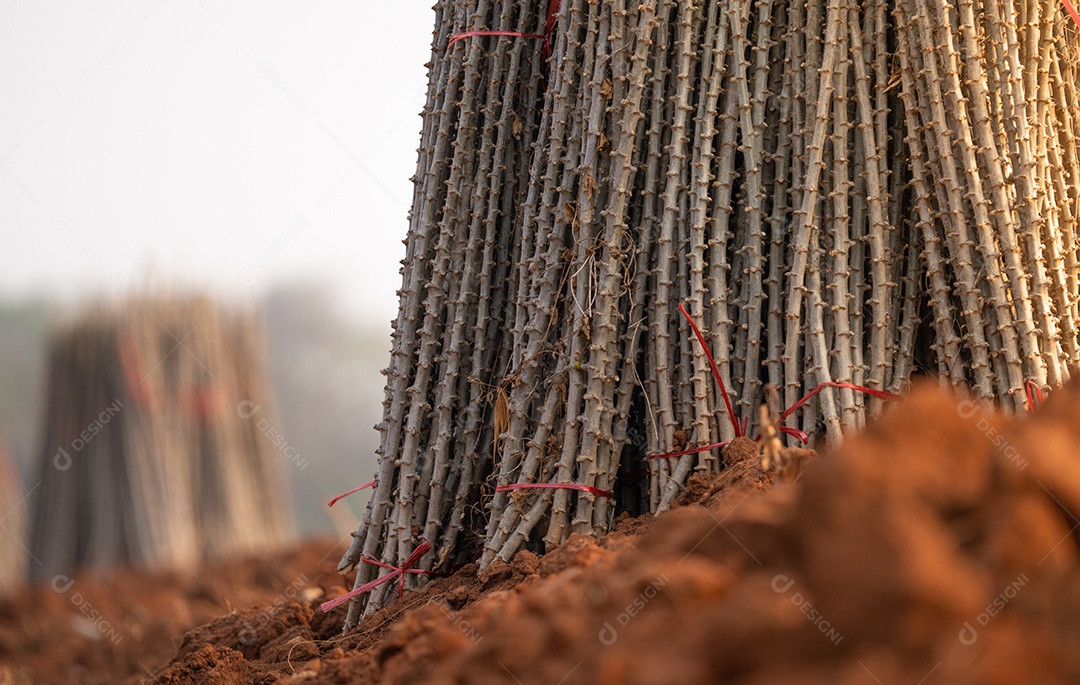 Fazenda de mandioca campo de planta de mandioca ou tapioca