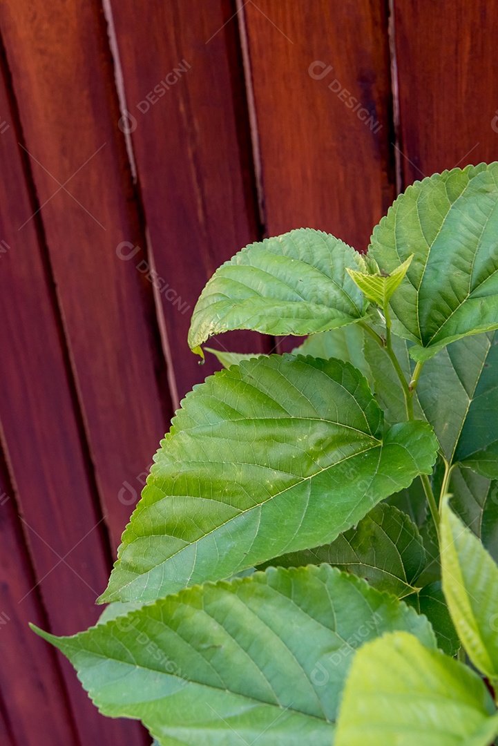 Folhas de amoreira branca, cerca de madeira na parte inferior