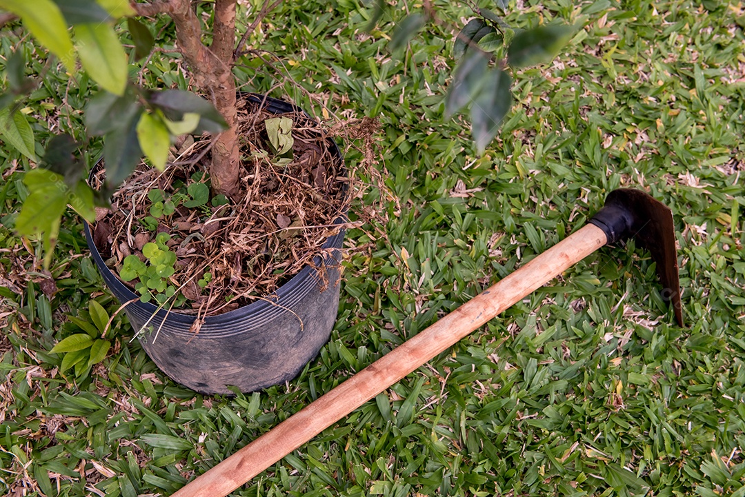Enxada e mudas de árvores no jardim