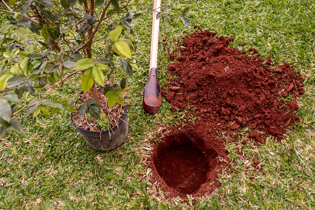 Buraco no chão, escavador e muda de jabuticabeira