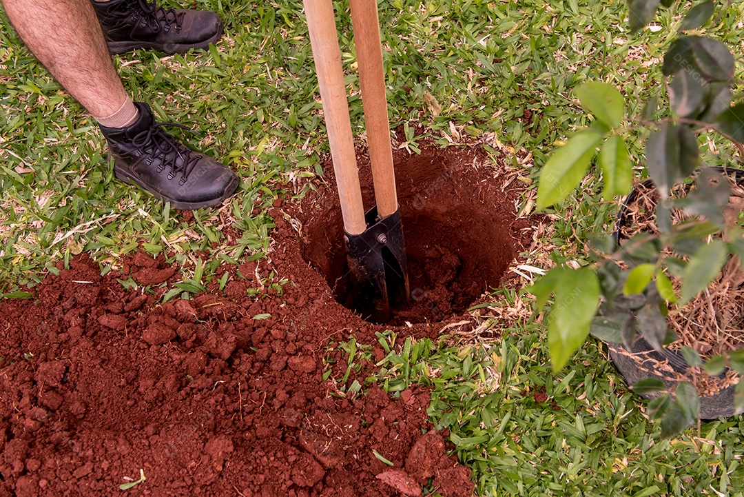 homem cavando buraco para plantar árvore, homem plantando árvore