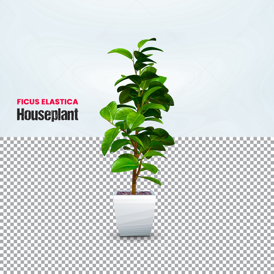 Planta Figos Elásticos Elemento 3D PSD