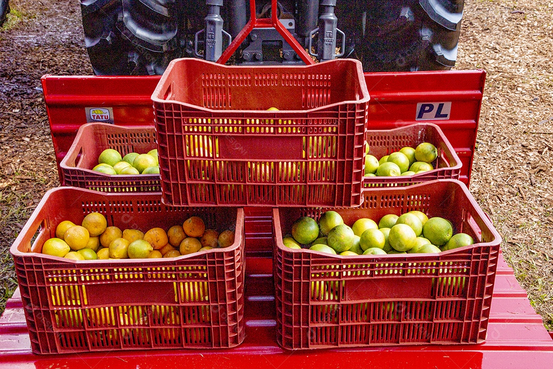 Frutas sobre cesta de mercado