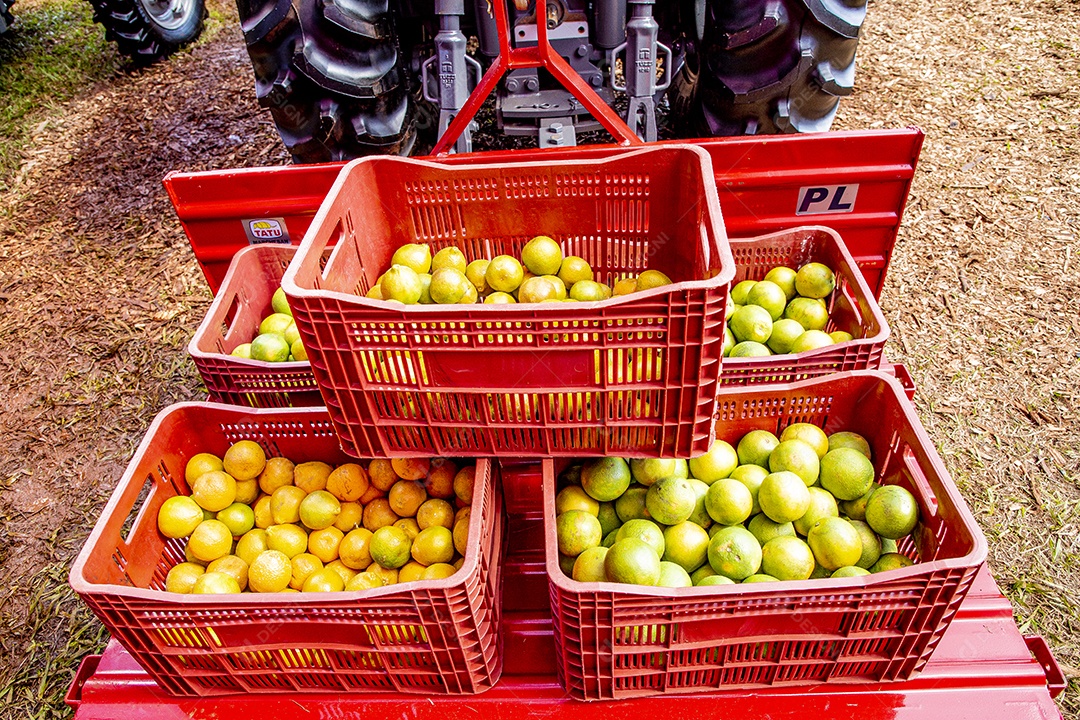 Frutas sobre cesta de mercado