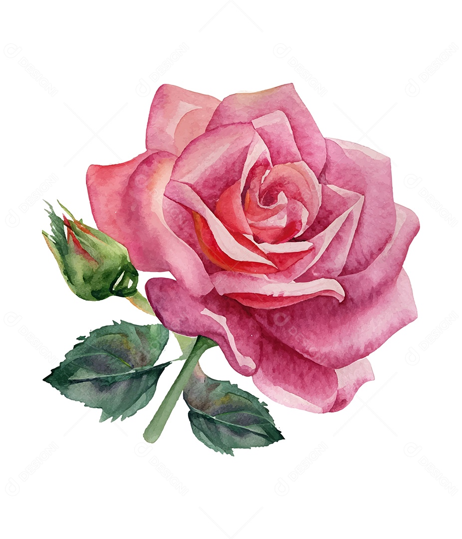Desenho De Flor Rosa Em Aquarela Vetor EPS