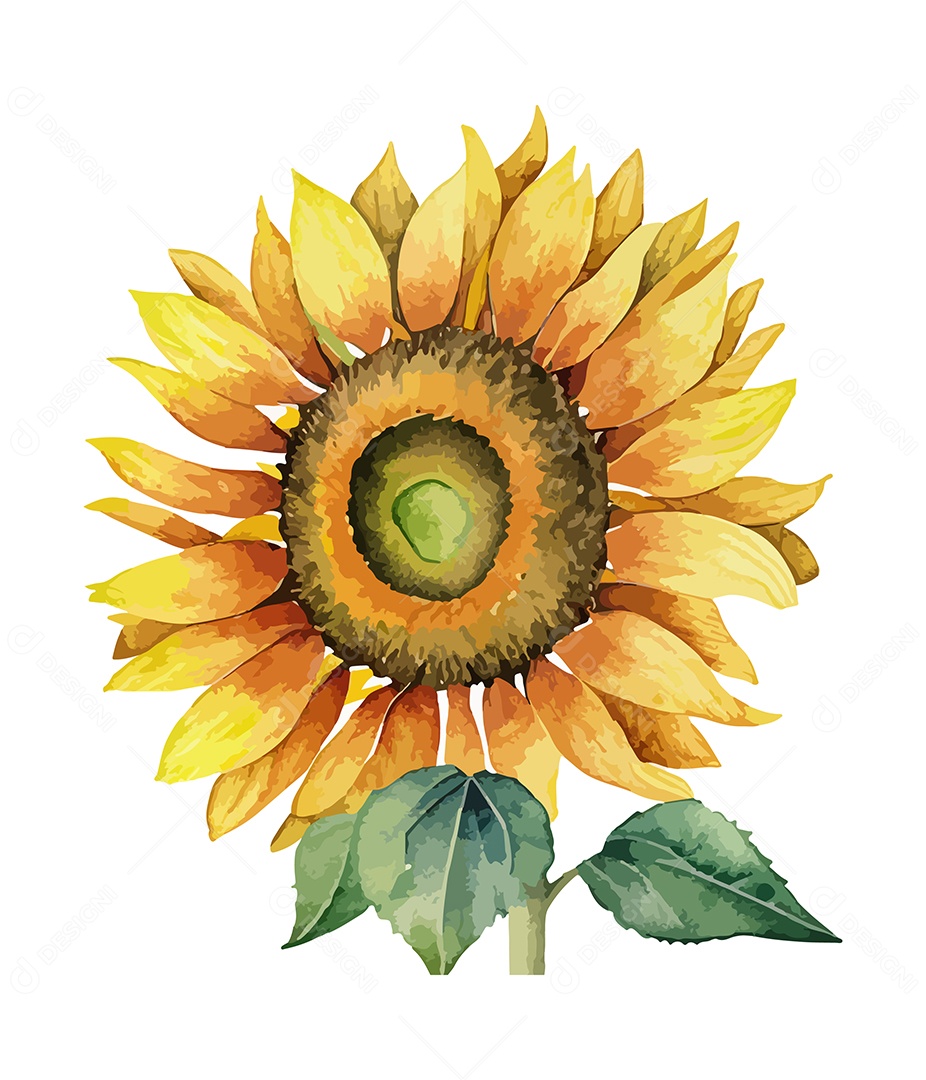 Desenho De Girassol Flor De Aquarela Desenhada Á Mão Vetor EPS