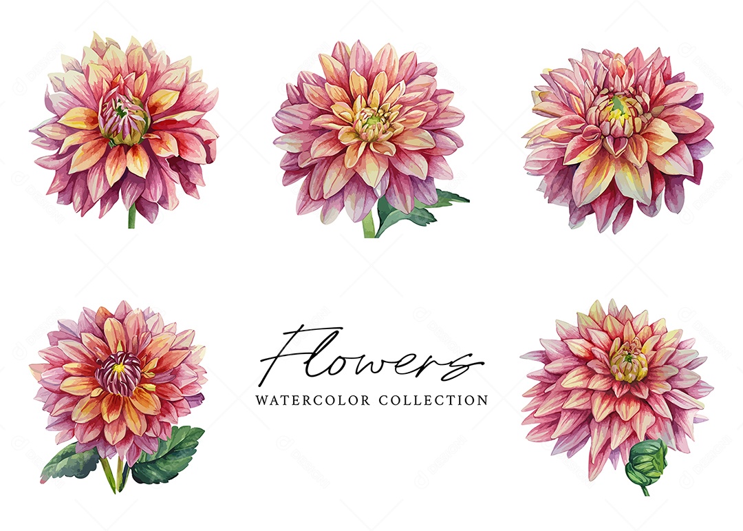 Conjunto De Flor Em Aquarela Desenhada Á Mão Vetor EPS