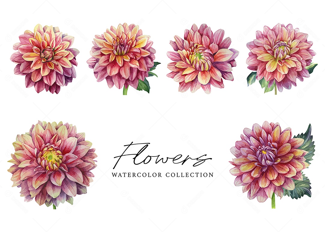 Conjunto De Flor Em Aquarela Desenhada Á Mão Vetor EPS