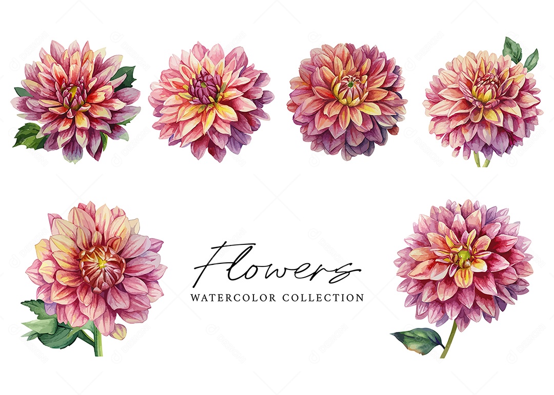 Conjunto De Flor Em Aquarela Desenhada Á Mão Vetor EPS