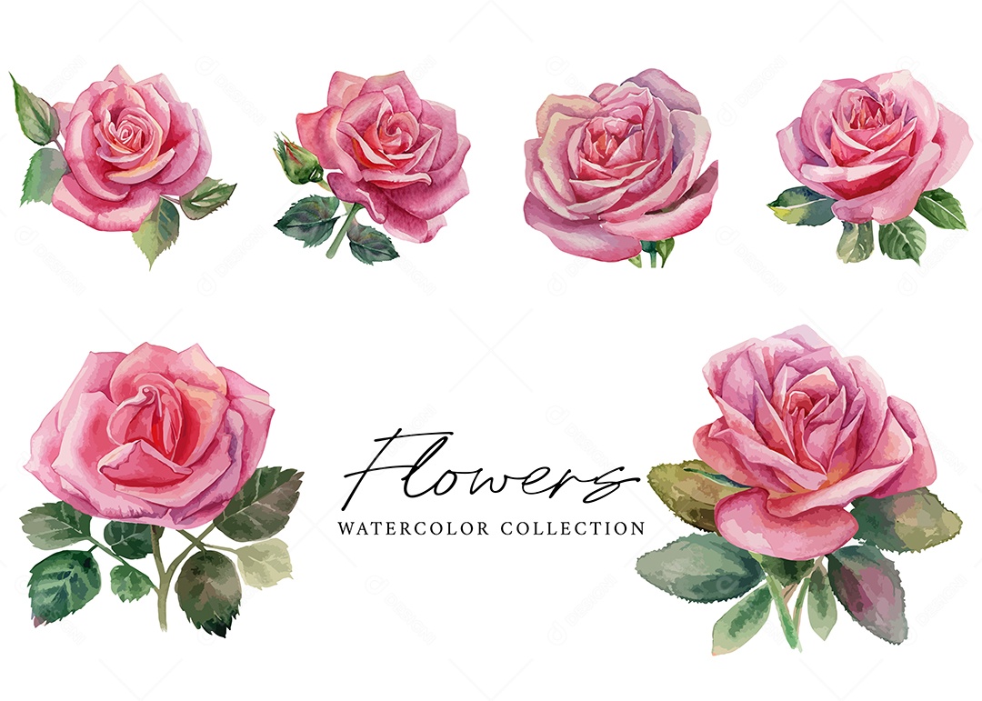 Conjunto De Rosa Em Aquarela Desenhada Á Mão Vetor EPS