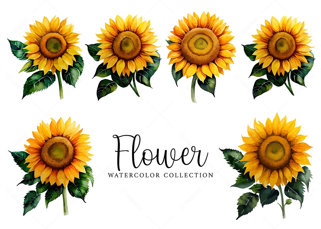 Conjunto De Girassol Floral Em Aquarela Desenhada Á Mão Vetor EPS