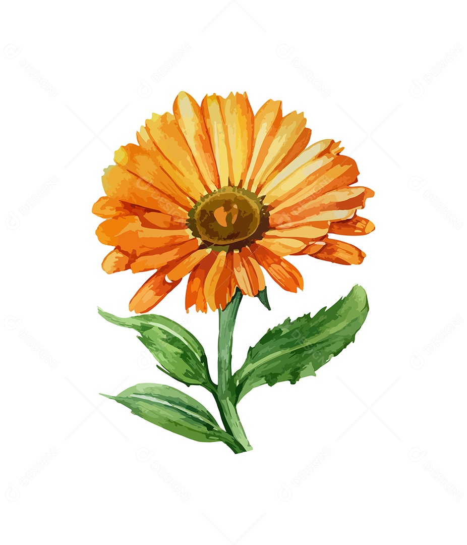 Desenho De Calêndula Flor Em Aquarela Desenhada Á Mão Vetor EPS