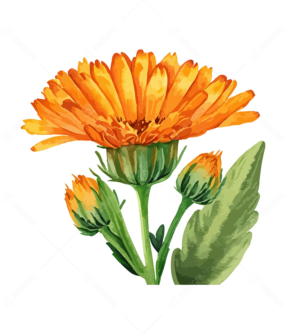 Desenho De Calêndula Flor Em Aquarela Desenhada Á Mão Vetor EPS