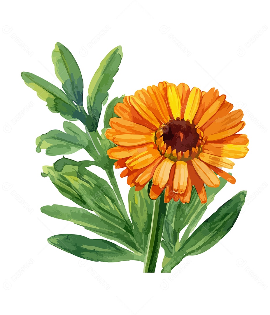 Desenho De Calêndula Flor Em Aquarela Desenhada Á Mão Vetor EPS