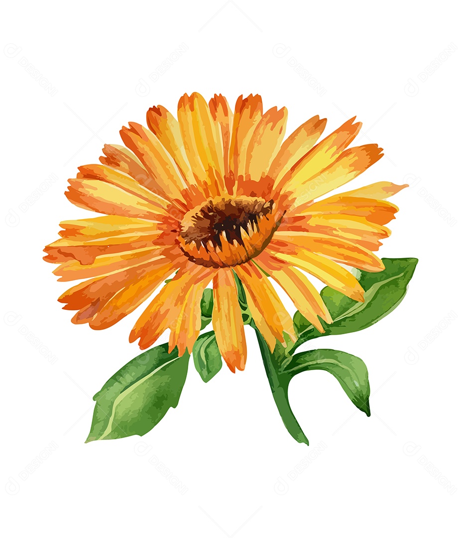 Desenho De Calêndula Flor Em Aquarela Desenhada Á Mão Vetor EPS