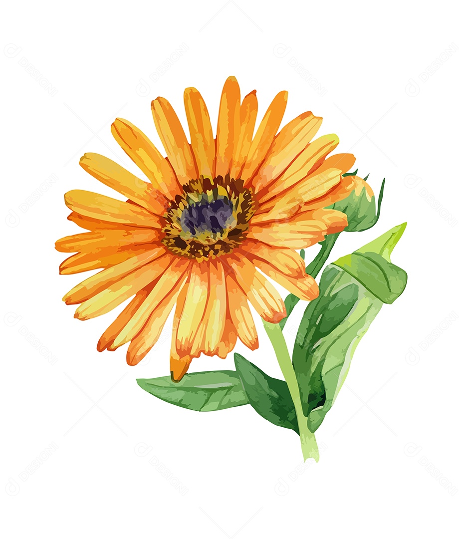 Desenho De Calêndula Flor Em Aquarela Desenhada Á Mão Vetor EPS