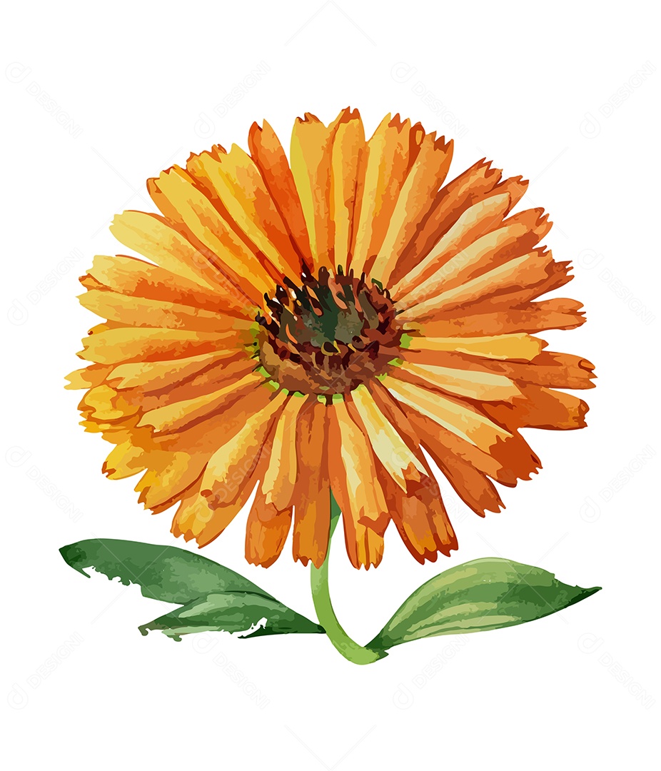 Desenho De Calêndula Flor Em Aquarela Desenhada Á Mão Vetor EPS