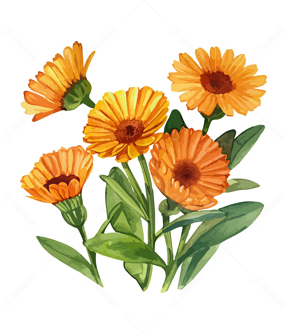 Desenho De Calêndula Flor Em Aquarela Desenhada Á Mão Vetor EPS