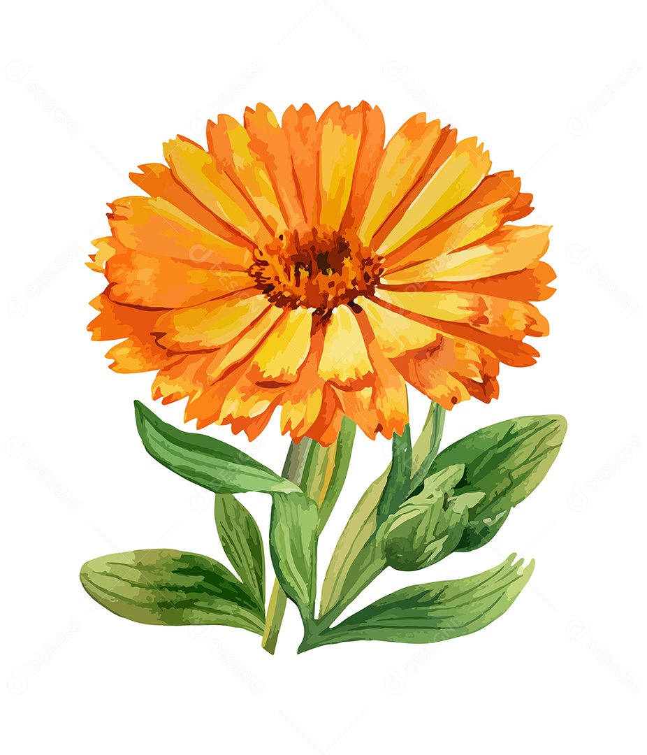 Desenho De Calêndula Flor Em Aquarela Desenhada Á Mão Vetor EPS