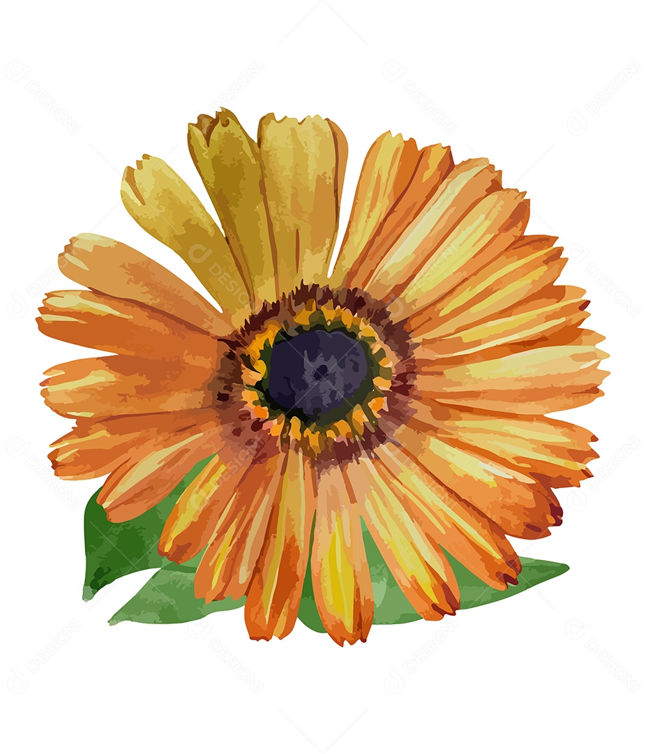 Desenho De Calêndula Flor Em Aquarela Desenhada Á Mão Vetor EPS