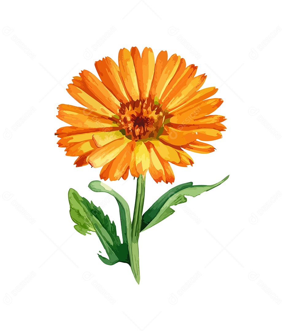 Desenho De Calêndula Flor Em Aquarela Desenhada Á Mão Vetor EPS