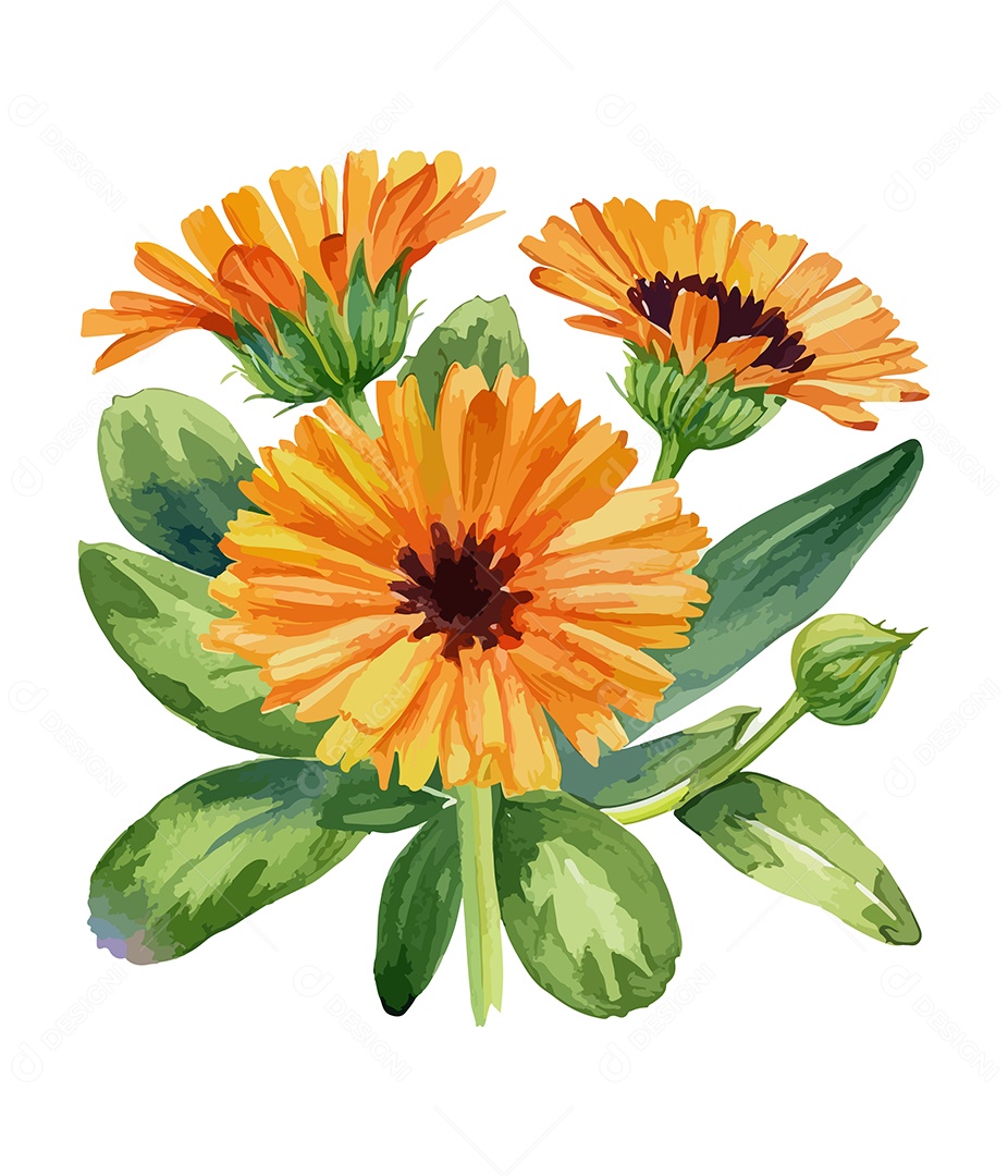 Desenho De Calêndulas Flores Em Aquarela Desenhada Á Mão Vetor EPS