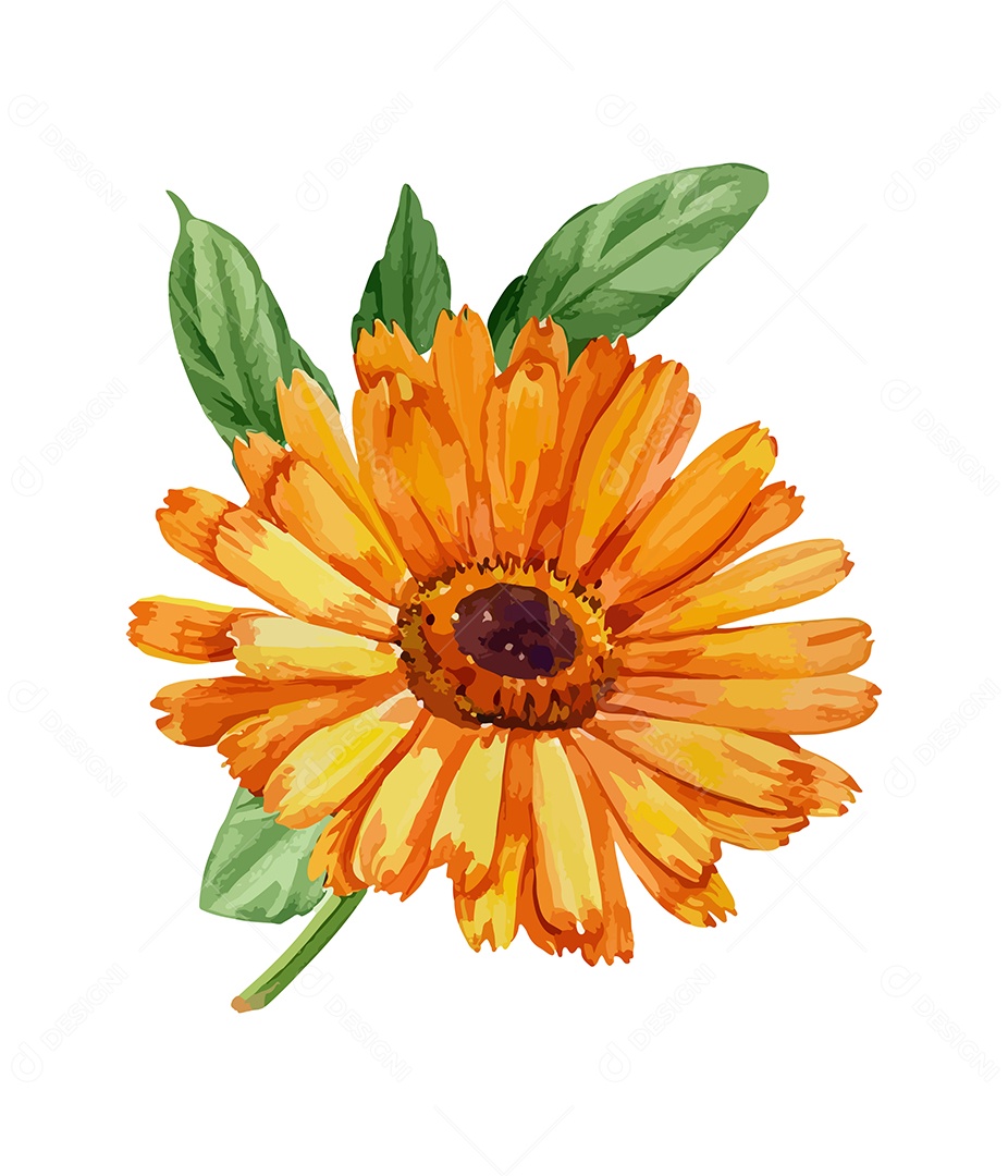 Desenho De Calêndulas Flores Em Aquarela Desenhada Á Mão Vetor EPS