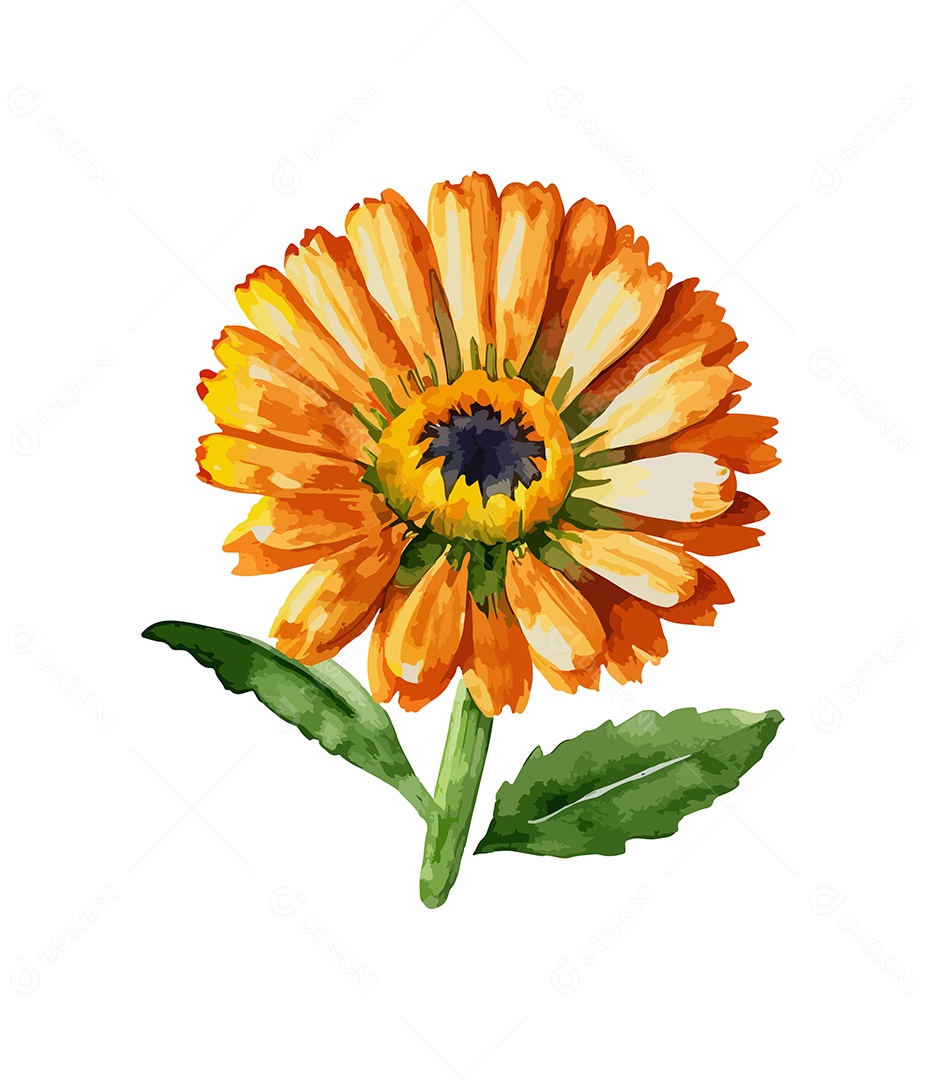 Desenho De Calêndulas Flores Em Aquarela Desenhada Á Mão Vetor EPS