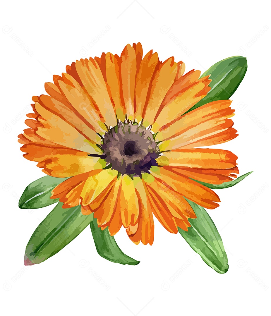 Desenho De Calêndulas Flores Em Aquarela Desenhada Á Mão Vetor EPS